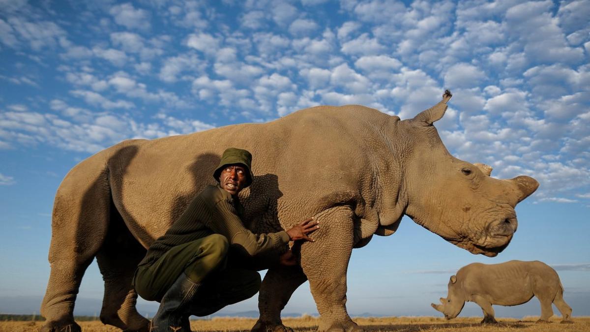 Foto de archivo de Sudán, el último ejemplar macho de rinoceronte blanco, que murió en el 2018.