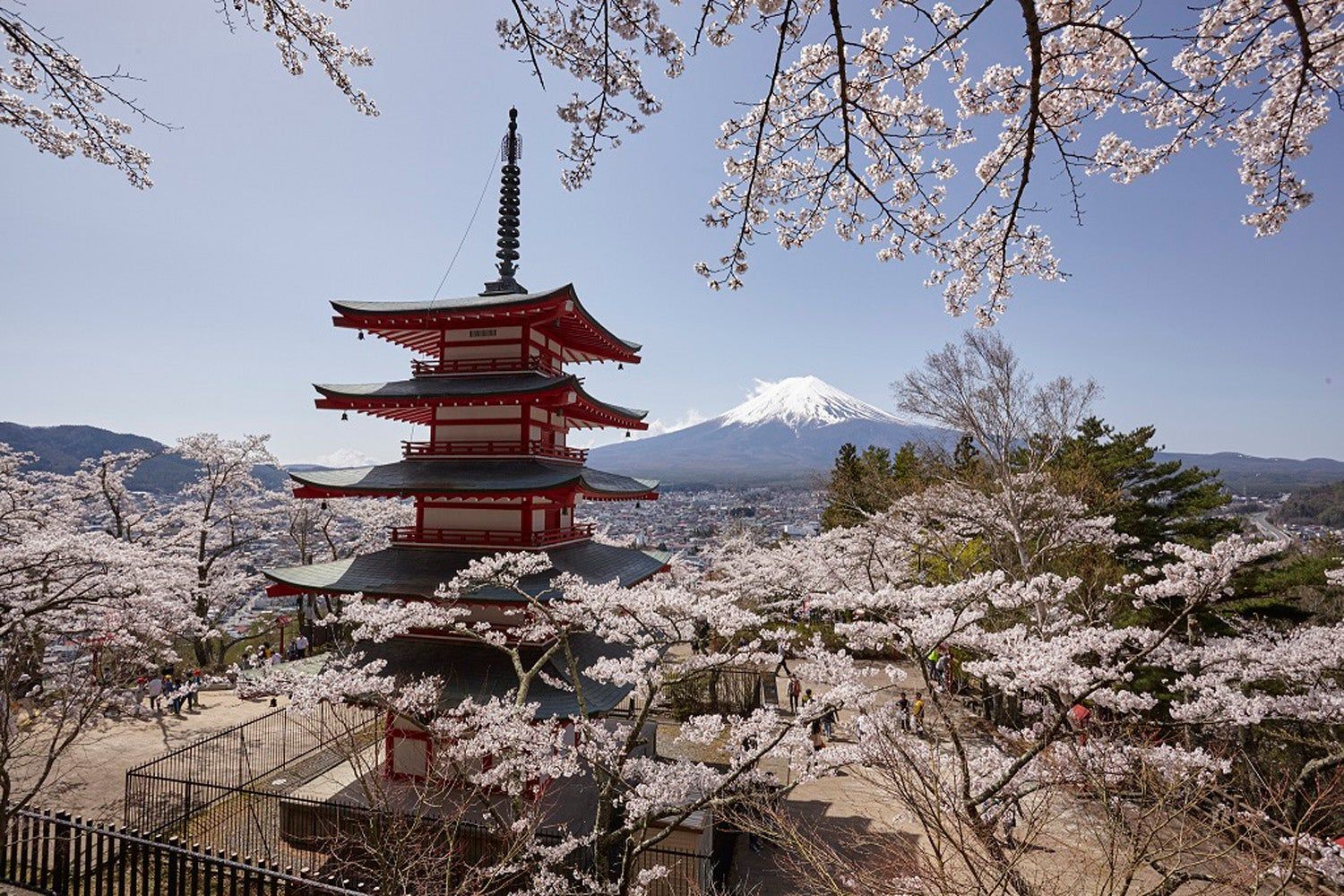 Cerezos en flor en Japón