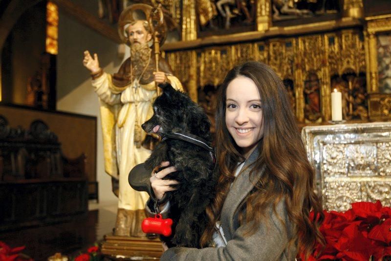 Celebración de San Antón, bendición de los animales