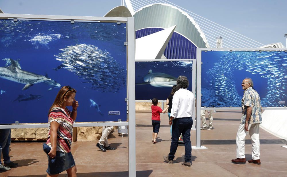 L'Oceanogràfic inaugura el Festival Internacional de Imagen Submarina