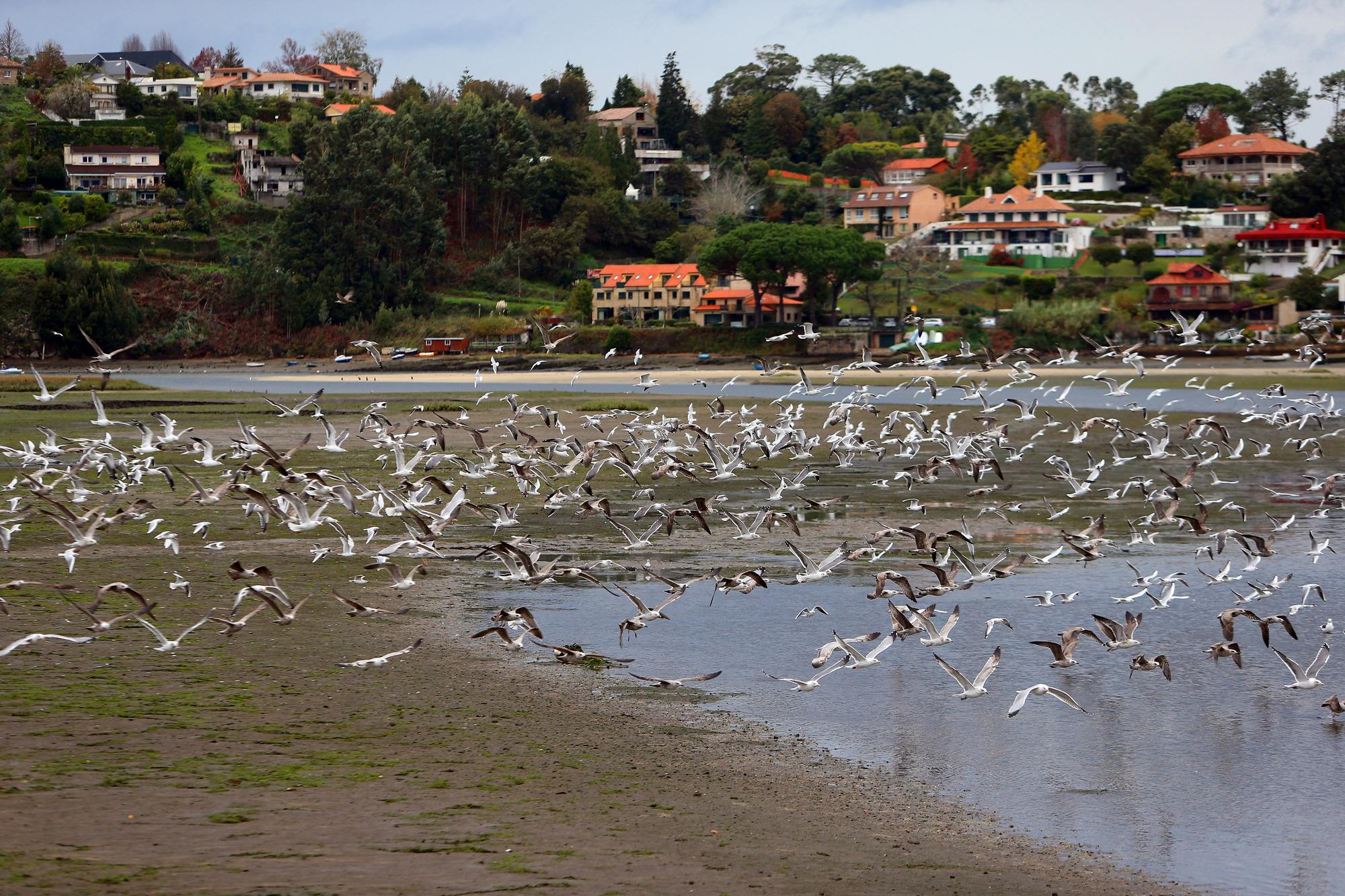 La belleza natural del estuario de Foz que atrae a esta bandada de gaviotas