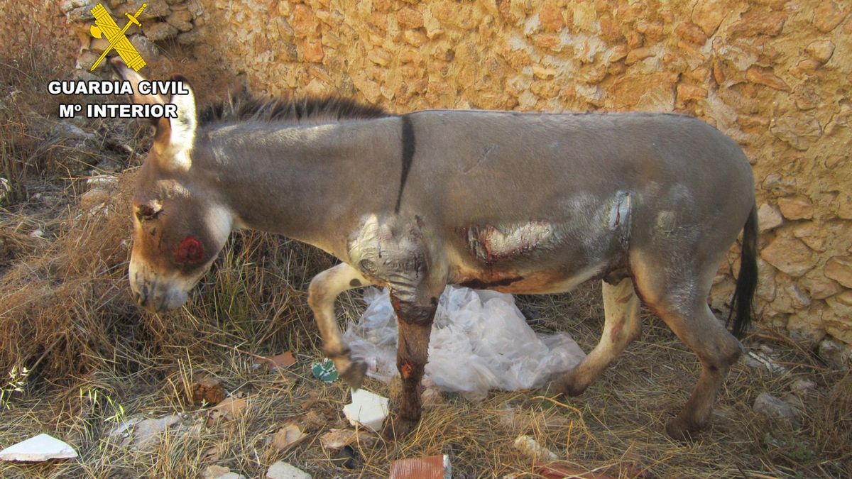 Burro herido tras ser arrastrado medio kilkómetro en Moratalla.
