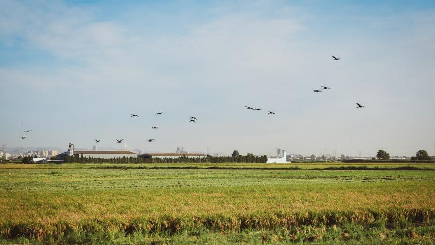 Las granjas de Castellón se blindan ante un brote de gripe aviar en València