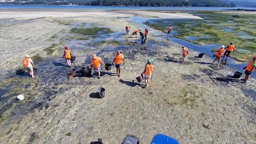 El marisco de Muros-Noia desova y crece rápido, anticipando una campaña de otoño prometedora