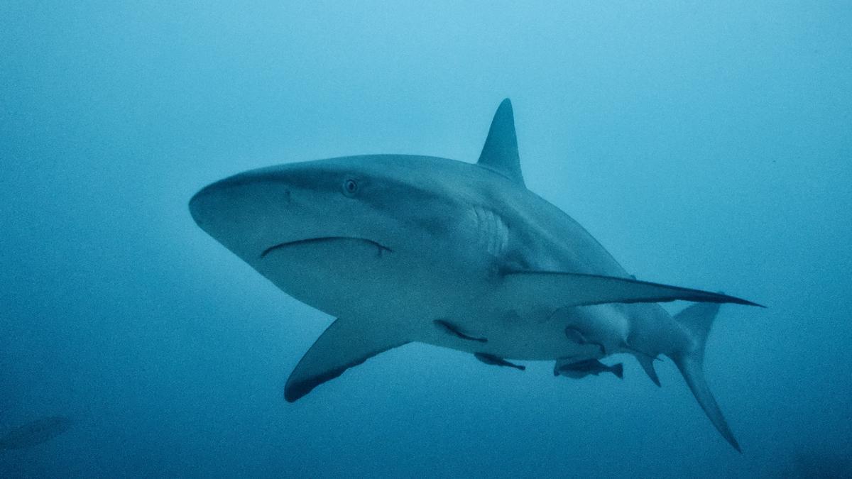 Ataque de tiburón: muere al ser atacada en la orilla por un tiburón blanco que la arrastró 15 metros al fondo del mar