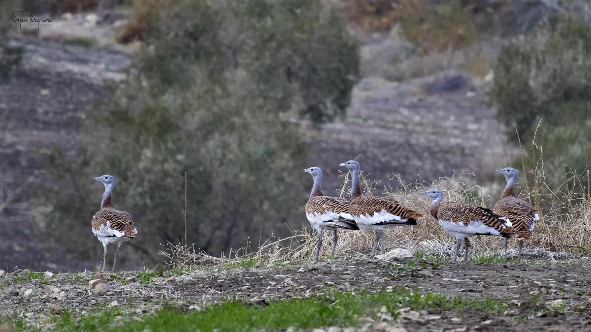 Grupo de avutardas en un ‘lek’ transformado por el cultivo del olivar.