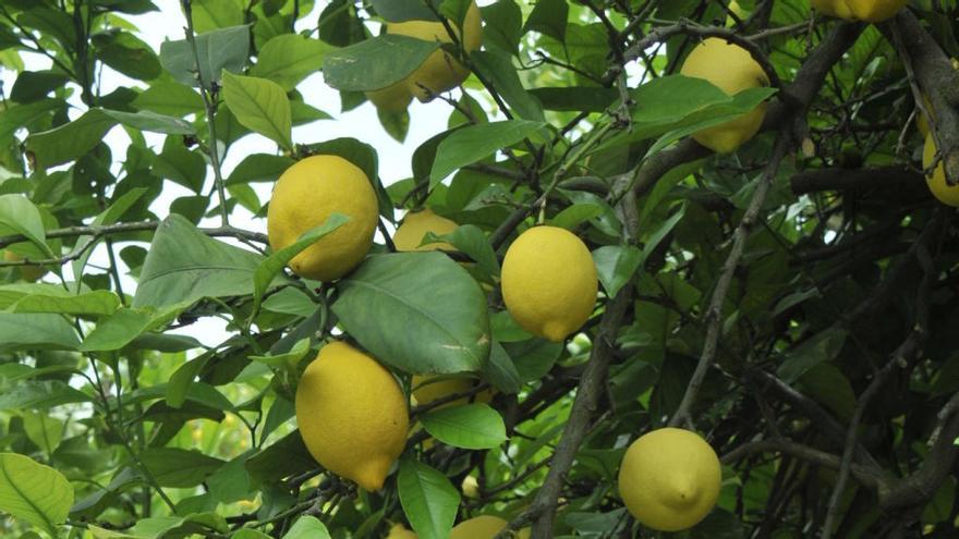 Ensayan con clones de limón Verna como alternativa a las producciones del Guadalentín