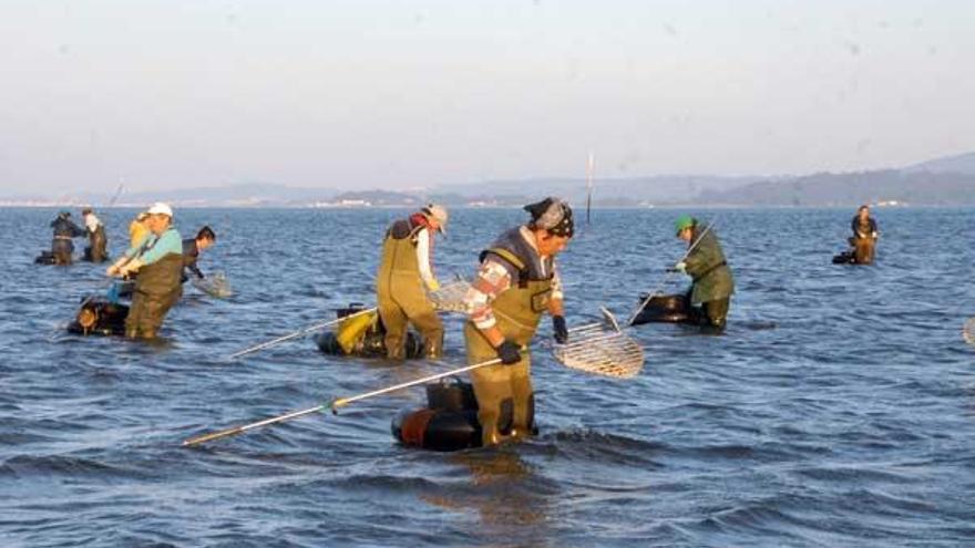 Labores de marisqueo a pie en la desembocadura del río Ulla .