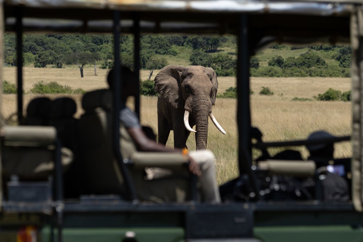 Cara a cara con el gigante: un encuentro inolvidable en un safari.
