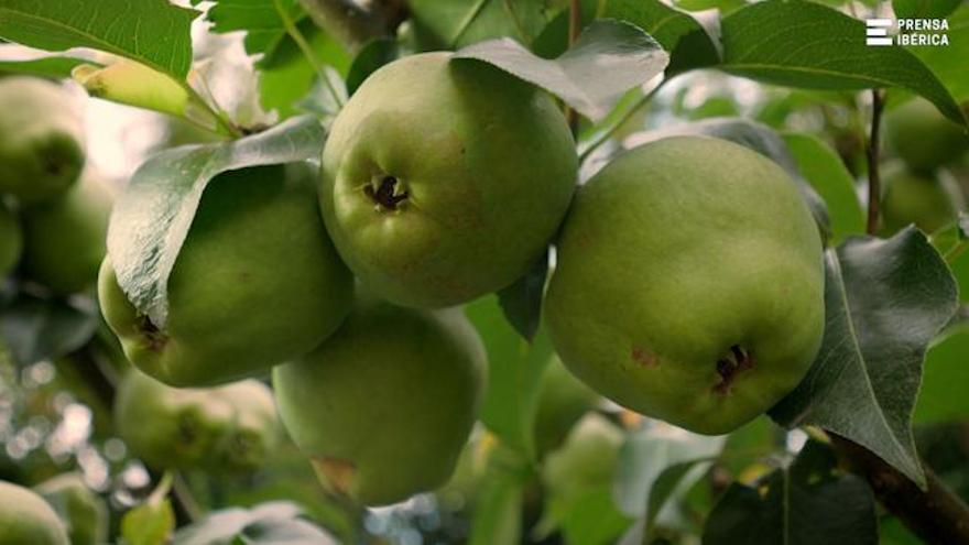 Dieta de la pera, una fruta cargada de vitaminas y minerales