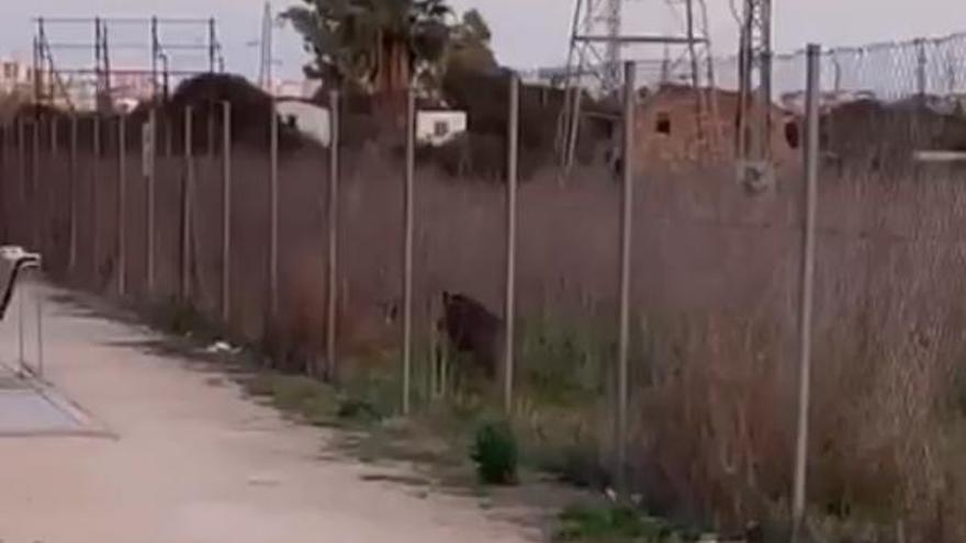 Un jabalí por la avenida del Mar de Castelló