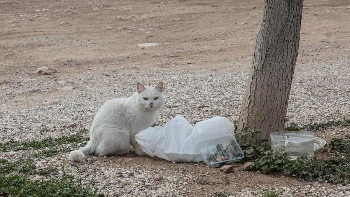 Un gato se alimenta en la calle con ayuda humana.