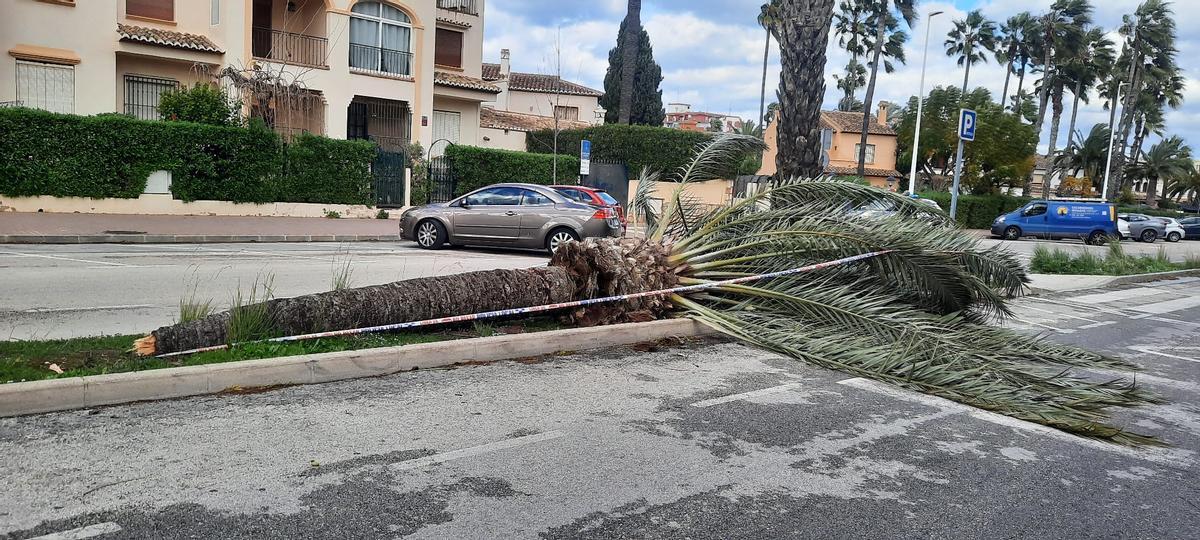 Una palmera que ha tronchado el viento.