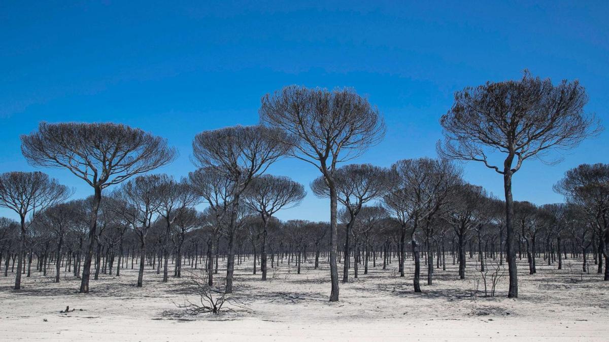 Terreno arrasado por un incendio en Doñana.