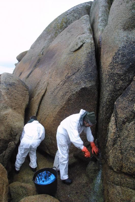 Las mismas rocas del litoral que tan de moda están desde hace años, a causa de la “guerra de la mejilla” que enfrenta a percebeiros y bateeiros, no escondían percebe ni cría. Esta vez era necesario rasparlas para tratar de sacar todo el chapapote que fuera posible.