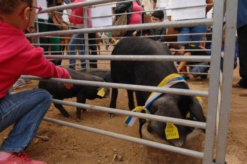 Feria de ganado, concurso de arrastre y trasquilada