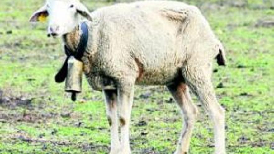 Comienzan a retirar las ovejas muertas por la falta de alimento