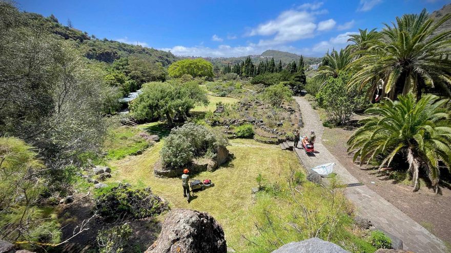 El Jardín Canario enriquece la zona de laurisilva y las palmeras exóticas
