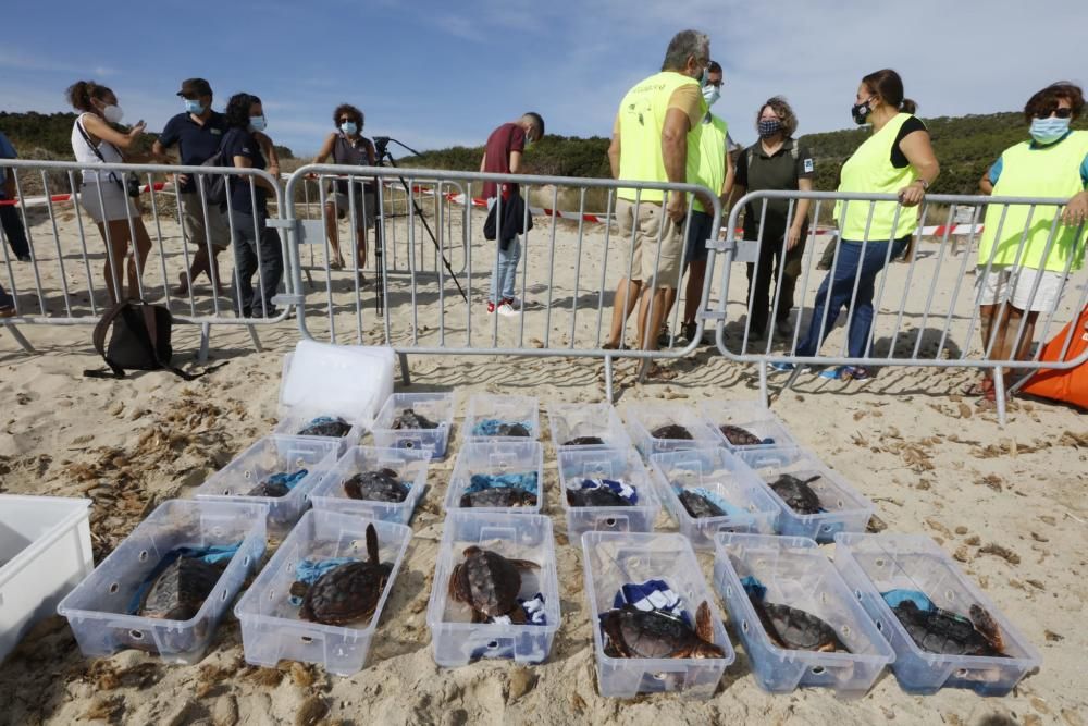 Liberadas 26 tortugas ibicencas en ses Salines