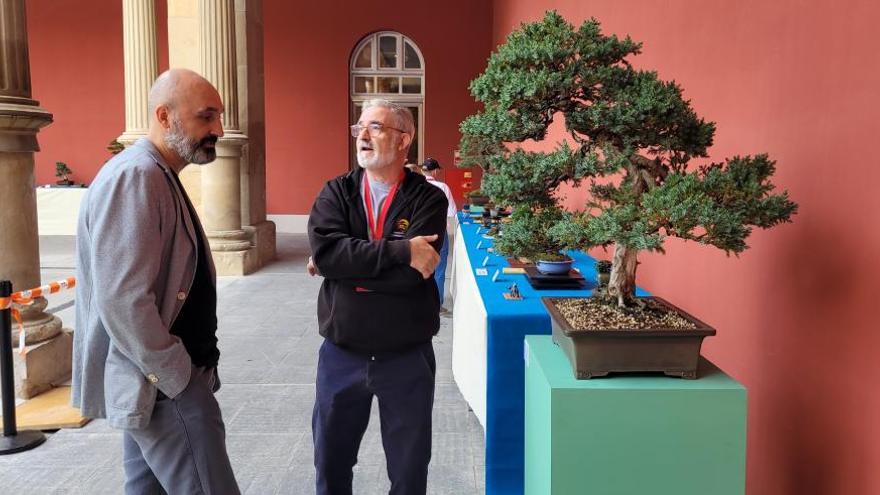 La exposición de bonsáis se puede visitar en el patio del Museo de Zaragoza.