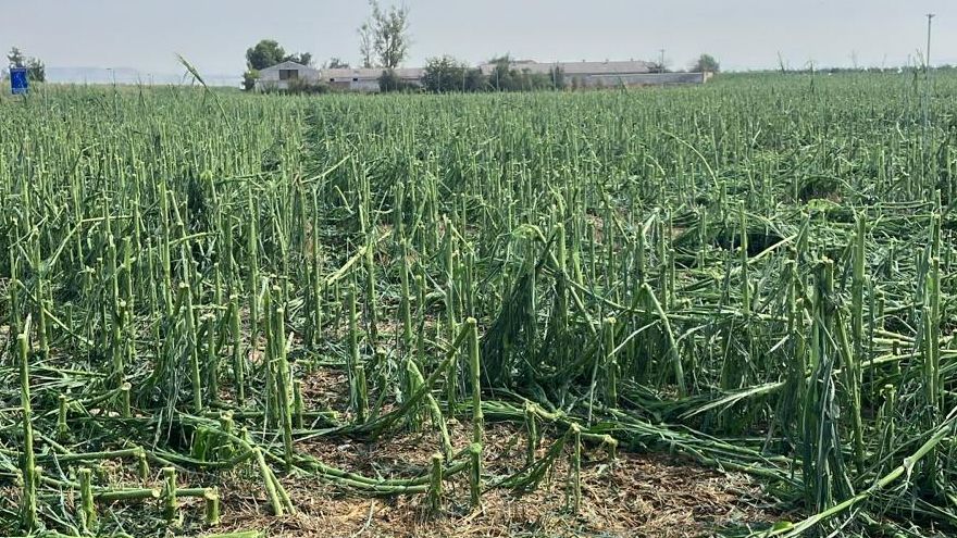 Un tornado arrasa 2.000 hectáreas de cultivo en los Monegros