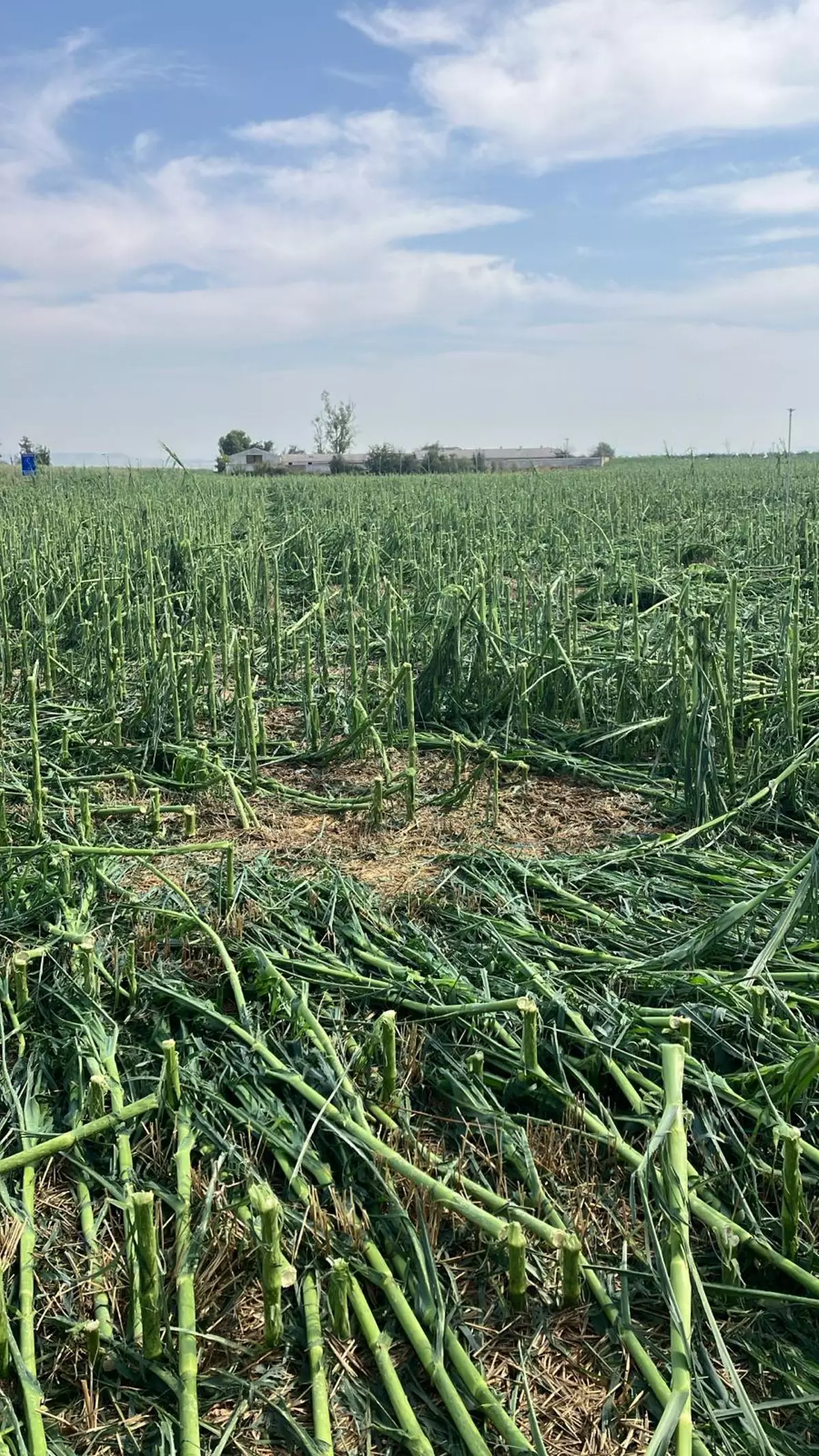 Un tornado arrasa 2.000 hectáreas de cultivo en los Monegros