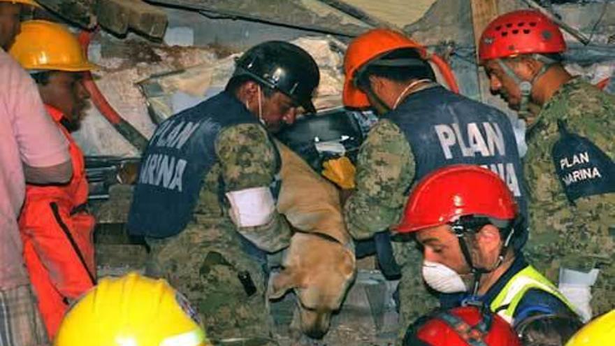 Los soldados sacan uno de los perros utilizados para rastrear supervivientes bajo el colegio.