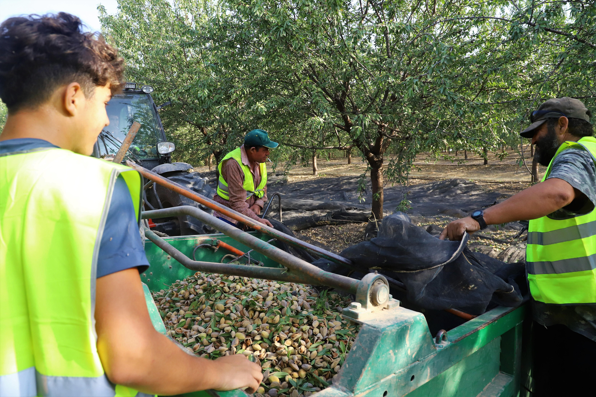 Comienza la recogida de la almendra en Córdoba