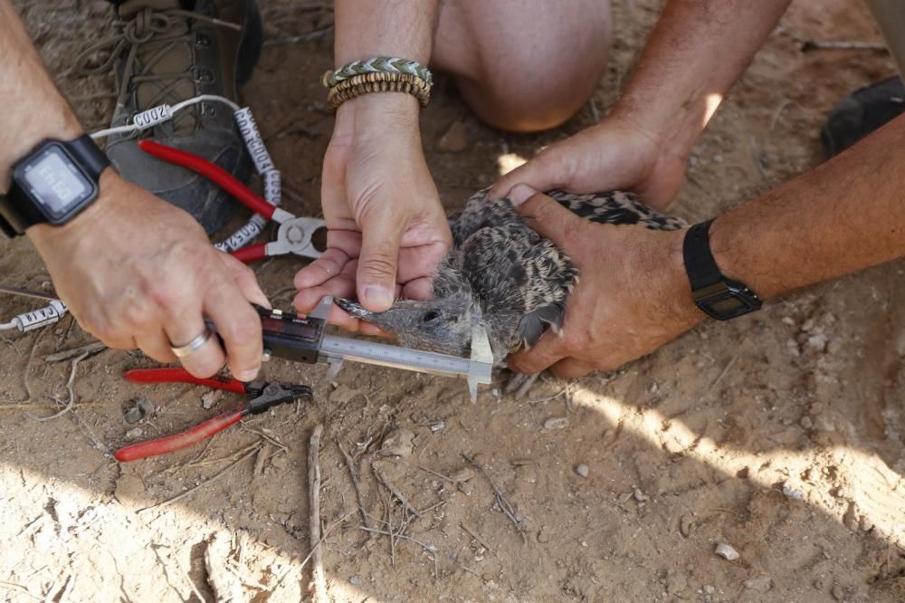 El Ayuntamiento de Torrevieja y la Conselleria de Medio Ambiente realizaron el anillamiento anual de la colonia de gaviotas establecida en el saladar de la laguna de Torrevieja con la ayuda de 30 volu