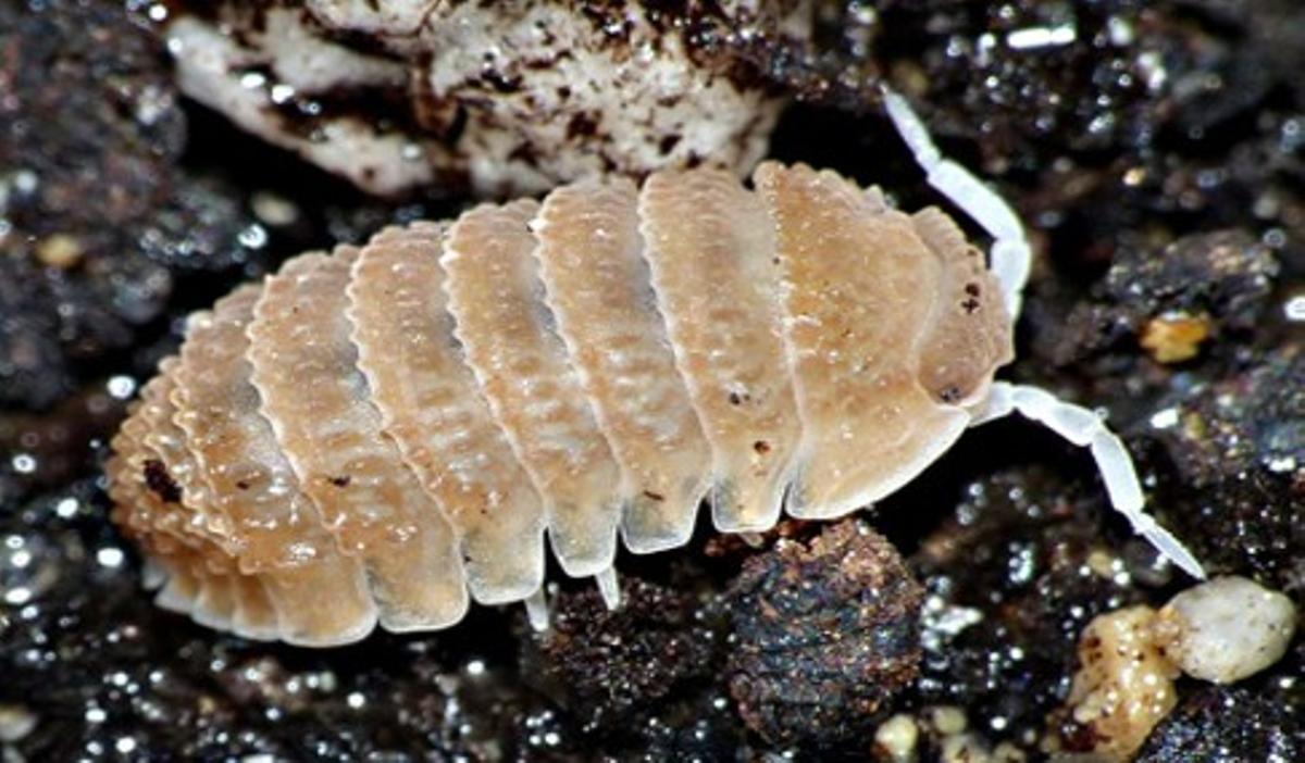 Detalle de la 'Cristarmadillidium breuili', la insólita gamba localizada en la Cueva del Yeso de Baena
