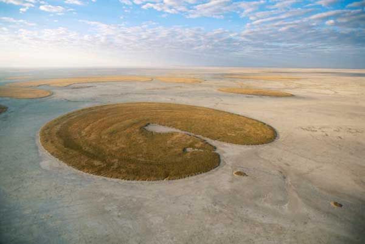 Isla de cesped sobre el suelo alcalino de Makgadikgadi Pans.