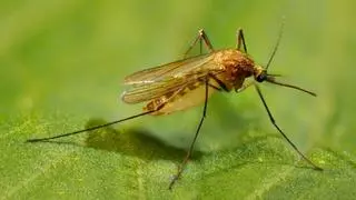Estos son los colores que debes evitar si no quieres que te piquen los mosquitos
