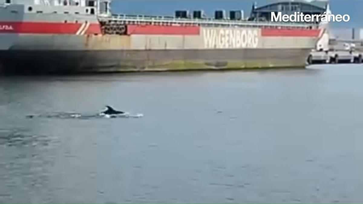 Vídeo: Delfines nadan junto al puerto de Castellón