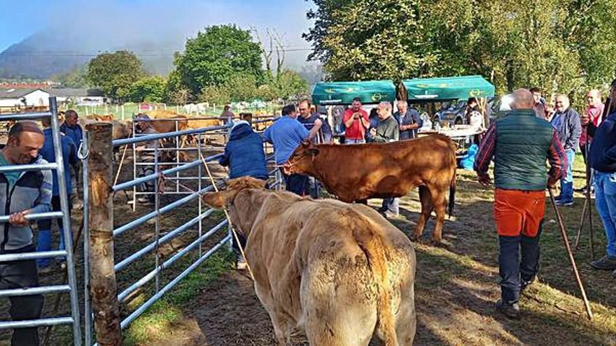 Éxito de participación pero precios bajos en la feria de Santa Teresa