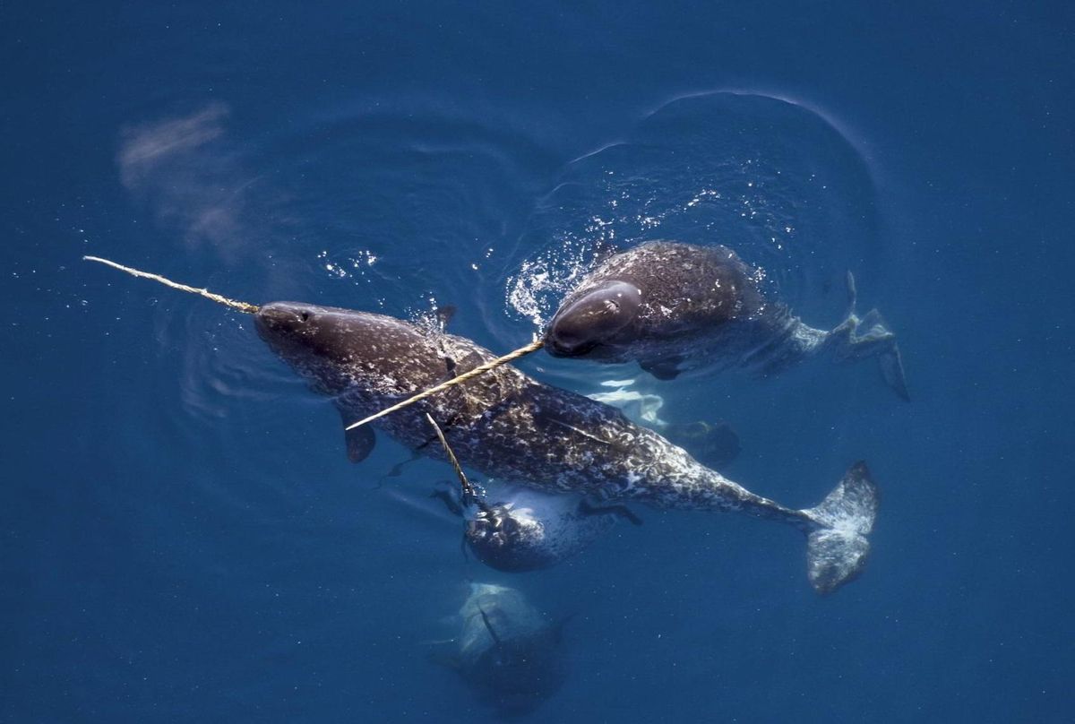 Grupo de narvales en el mar