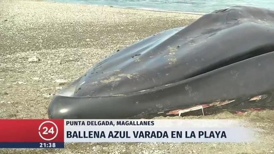 Selfis con una ballena muerta en Chile