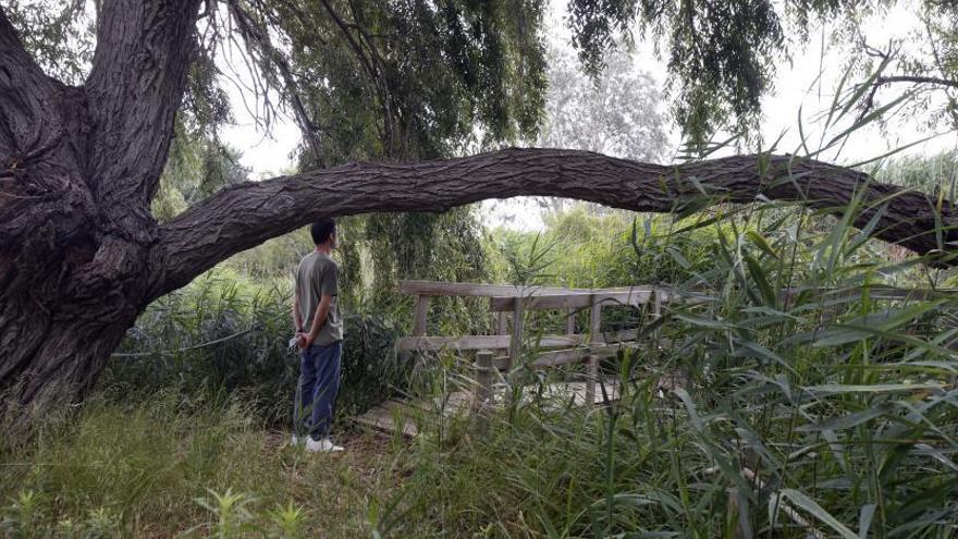 La Llacuna del Samaruc de Algemesí, una reserva natural para la flora y fauna autóctonas. | VICENT M. PASTOR