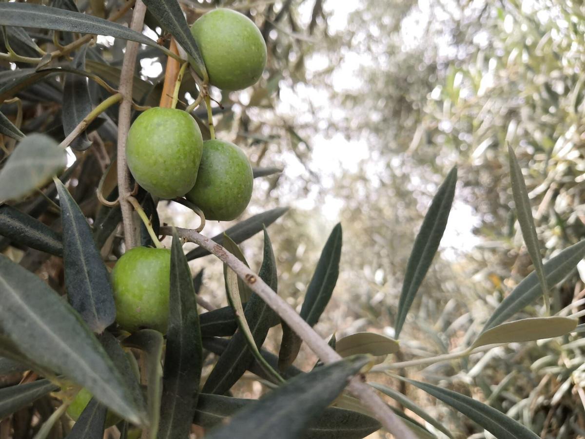 Aceitunas de verdeo que se van a recoger esta semana en Archidona. OLIVOS. OLIVAS