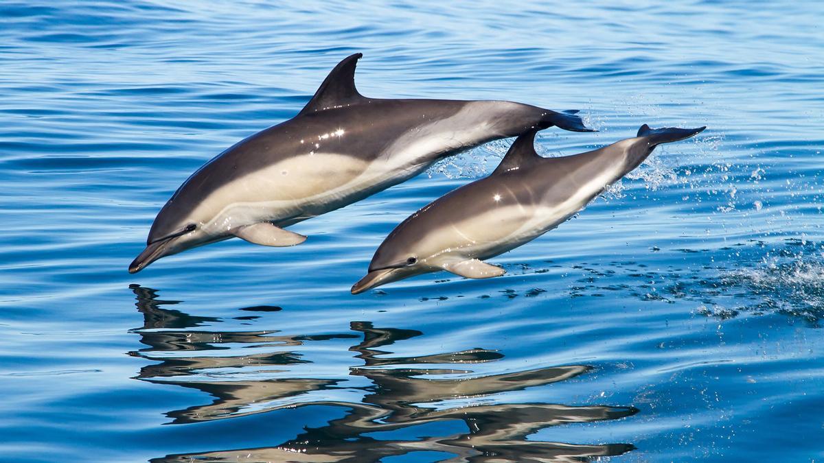 Los delfines cumplen una importante función ecológica
