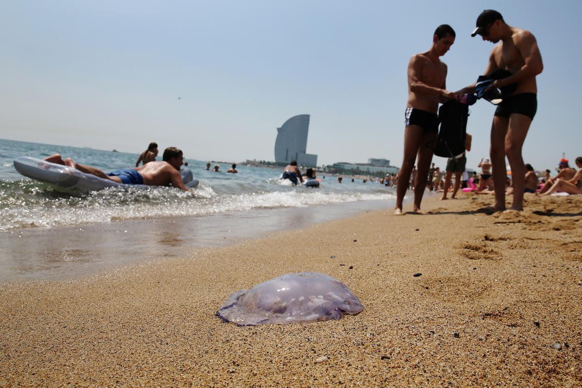 Medusas en la playa de Barcelona