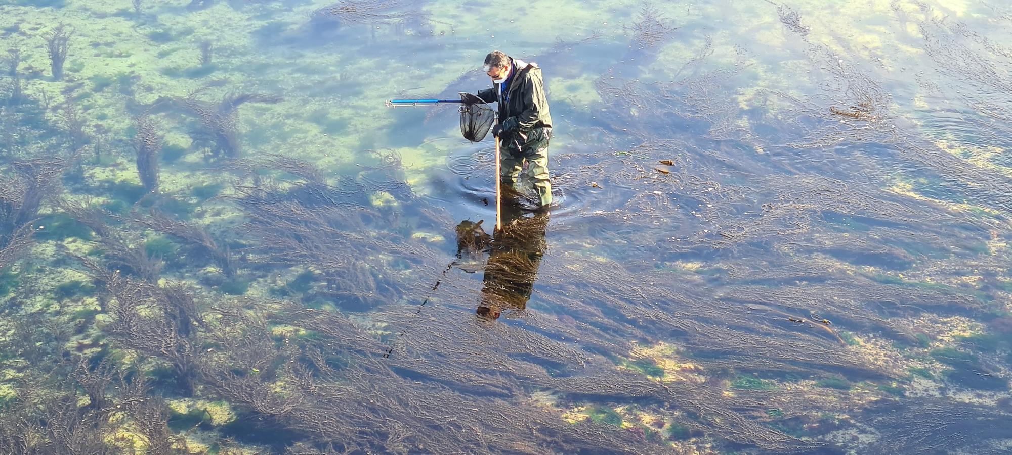 La pesca artesanal del chopo subsiste bajo el puente de A Toxa