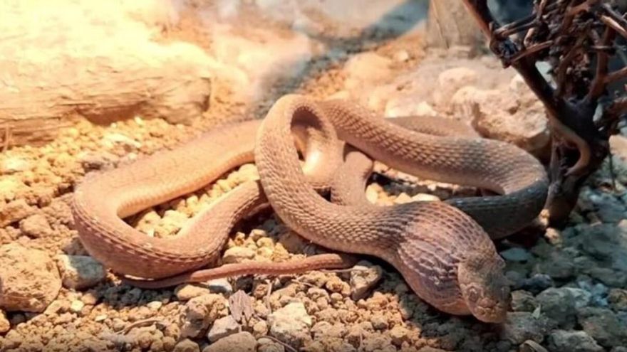 Llegó casi muerta y la han curado: Terra Natura recupera en Benidorm a una serpiente comedora de huevos hallada en Murcia