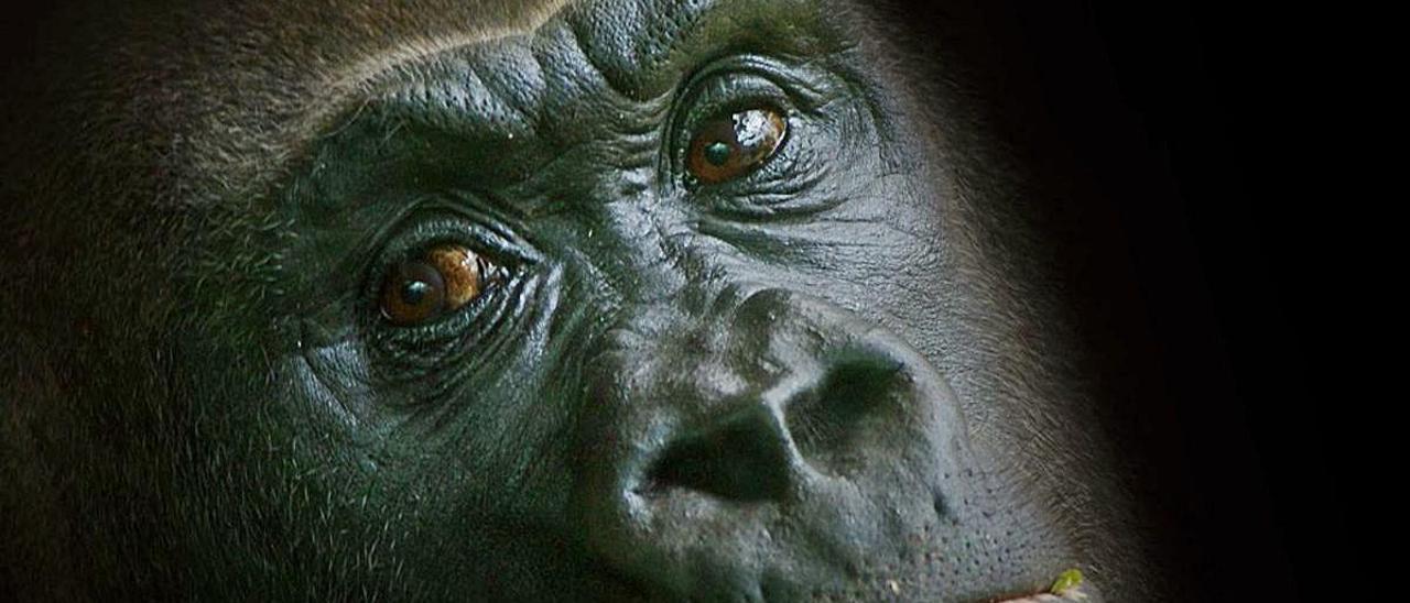 En tiempos de pandemia, hasta chimpancés y gorilas rezan