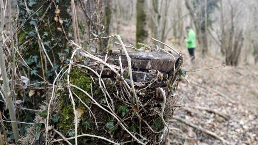 Camp de proves per aconseguir boscos "més resistents" al canvi climàtic a Ribes de Freser