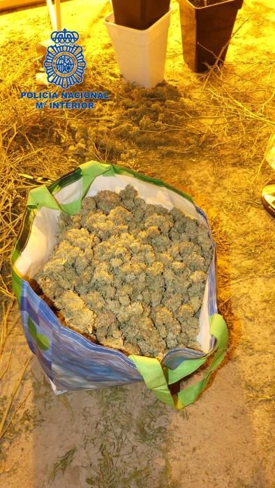 La Policía desmantela un gran invernadero de marihuana en Maria de la Salut