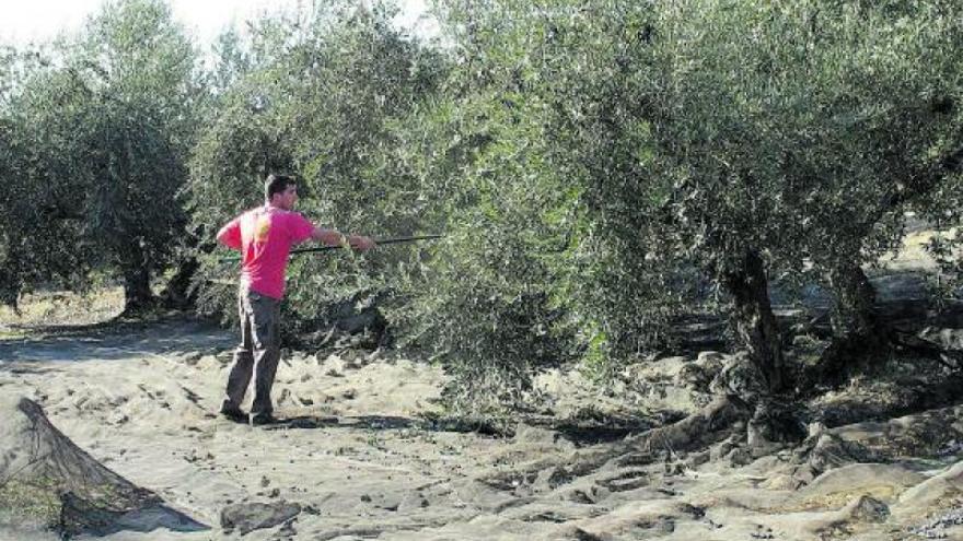 Autorizada la fumigación aérea contra la mosca del olivo