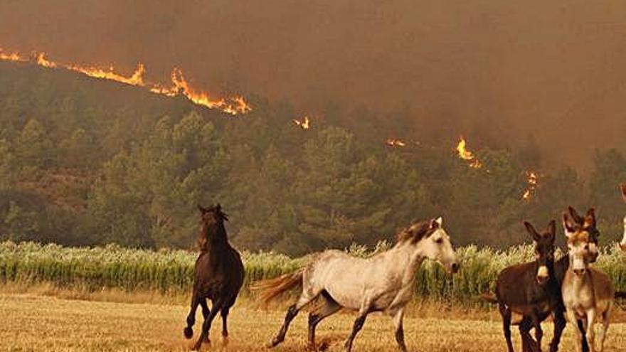 Burros i cavalls fugint de les flames de l&#039;incendi de la Jonquera.