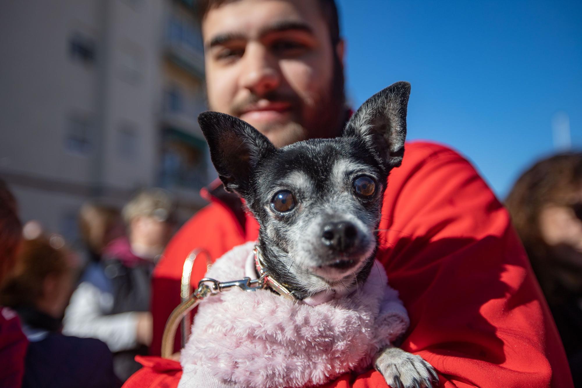 Romería y Bendición de animales en San Antón de Elche