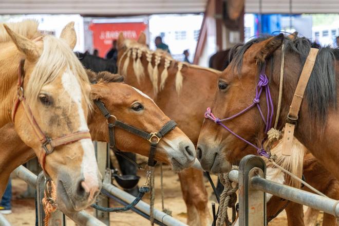 La Ascensión vuelve a cabalgar entre equinos, pulpo y tradición popular en Amio