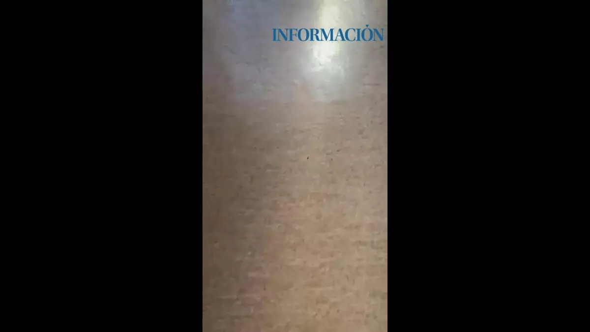 Las hormigas invaden las casas: esta es la causa